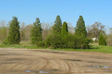 Miracle Mile Drive-In Theatre - Original Trees And Shrubs (newer photo)